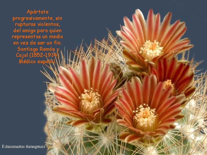 Apártate progresivamente, sin rupturas violentas, del amigo para quien representas un medio en vez Apártate progresivamente, sin rupturas violentas, del amigo para quien representas un medio en vez