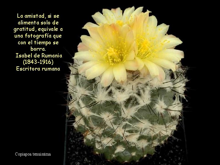 La amistad, si se alimenta solo de gratitud, equivale a una fotografía que con La amistad, si se alimenta solo de gratitud, equivale a una fotografía que con