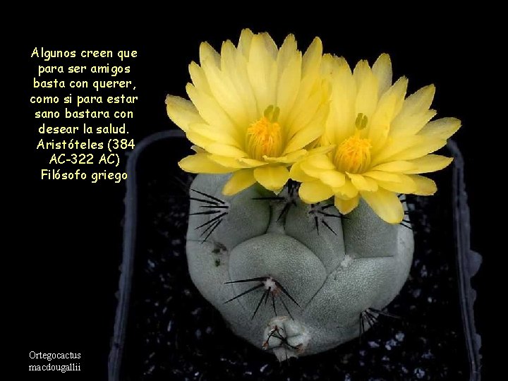 Algunos creen que para ser amigos basta con querer, como si para estar sano Algunos creen que para ser amigos basta con querer, como si para estar sano