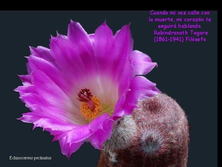 Cuando mi voz calle con la muerte, mi corazón te seguirá hablando. Rabindranath Tagore Cuando mi voz calle con la muerte, mi corazón te seguirá hablando. Rabindranath Tagore