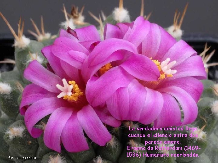 Parodia spaniosa La verdadera amistad llega cuando el silencio entre dos parece ameno. Erasmo Parodia spaniosa La verdadera amistad llega cuando el silencio entre dos parece ameno. Erasmo