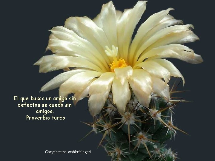 El que busca un amigo sin defectos se queda sin amigos. Proverbio turco Coryphantha El que busca un amigo sin defectos se queda sin amigos. Proverbio turco Coryphantha
