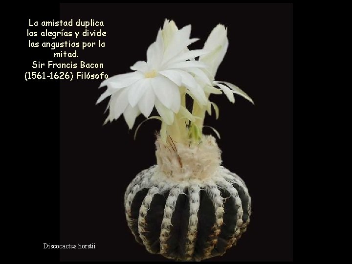 La amistad duplica las alegrías y divide las angustias por la mitad. Sir Francis La amistad duplica las alegrías y divide las angustias por la mitad. Sir Francis