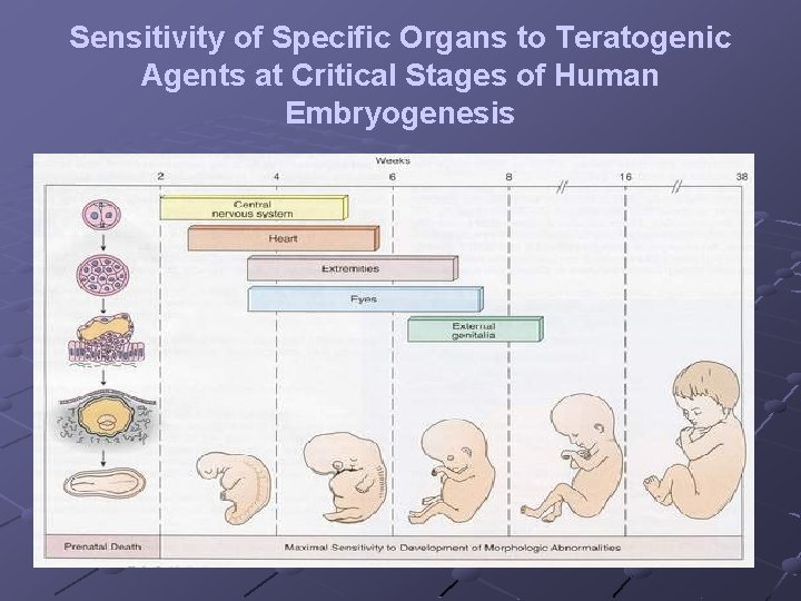 Sensitivity of Specific Organs to Teratogenic Agents at Critical Stages of Human Embryogenesis 