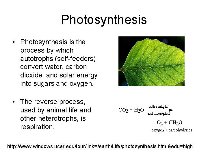 Photosynthesis • Photosynthesis is the process by which autotrophs (self-feeders) convert water, carbon dioxide,