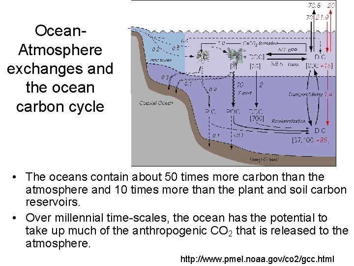 Ocean. Atmosphere exchanges and the ocean carbon cycle • The oceans contain about 50