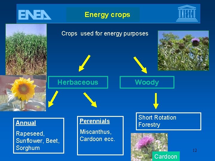 Energy crops Crops used for energy purposes Herbaceous Annual Perennials Rapeseed, Sunflower, Beet, Sorghum
