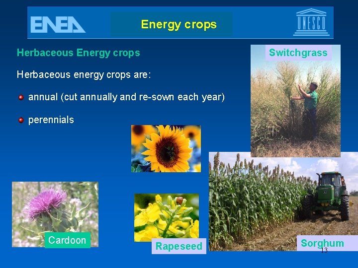 Energy crops Herbaceous Energy crops Switchgrass Herbaceous energy crops are: annual (cut annually and