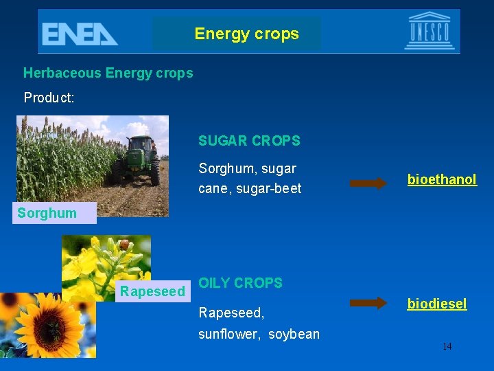 Energy crops Herbaceous Energy crops Product: SUGAR CROPS Sorghum, sugar cane, sugar-beet bioethanol Sorghum