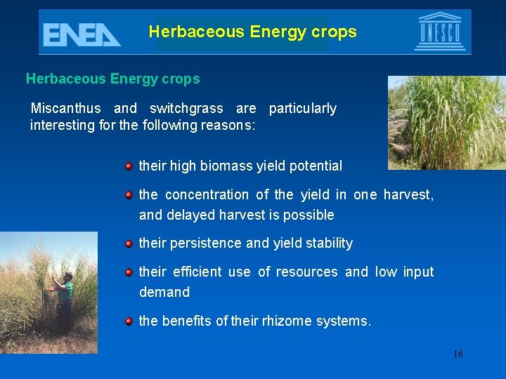 Herbaceous Energy crops Miscanthus and switchgrass are particularly interesting for the following reasons: their