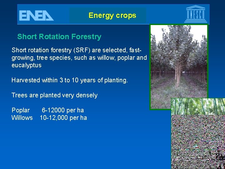 Energy crops Short Rotation Forestry Short rotation forestry (SRF) are selected, fastgrowing, tree species,