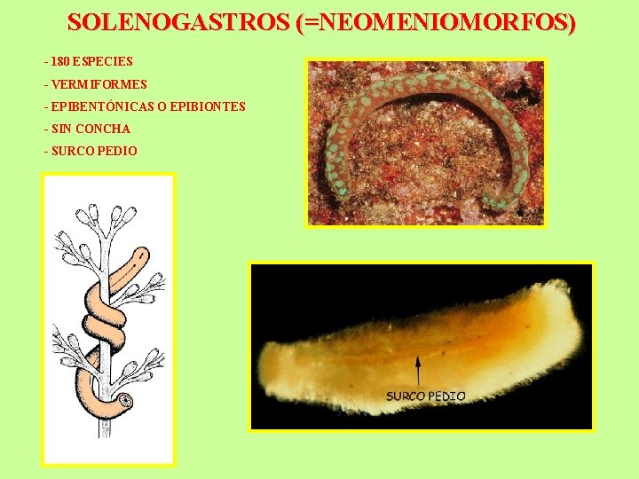 SOLENOGASTROS (=NEOMENIOMORFOS) - 180 ESPECIES - VERMIFORMES - EPIBENTÓNICAS O EPIBIONTES - SIN CONCHA