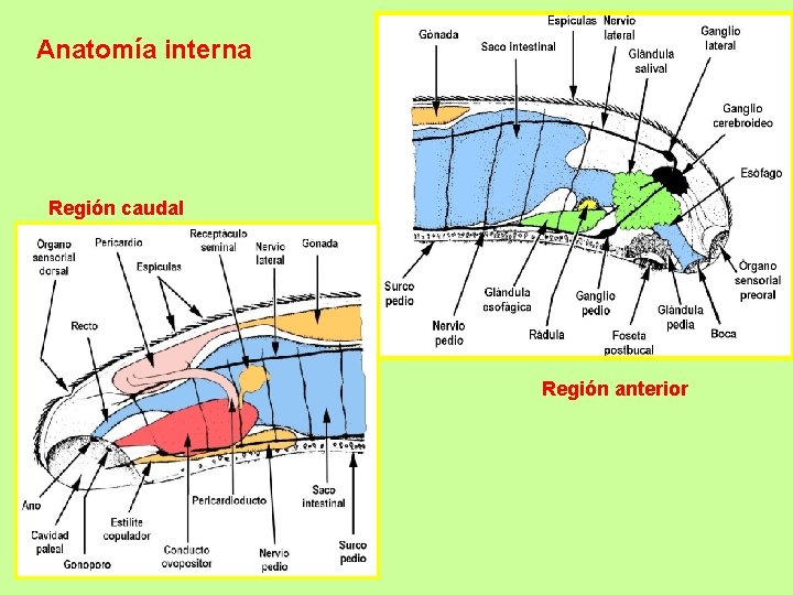 Anatomía interna Región caudal Región anterior 