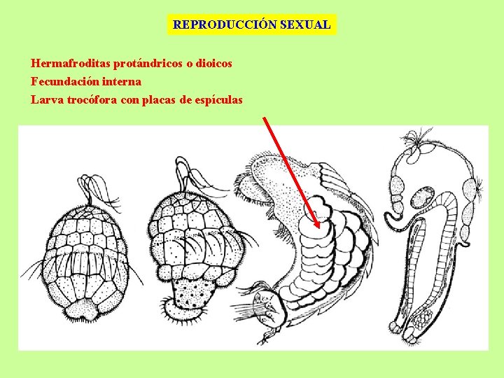 REPRODUCCIÓN SEXUAL Hermafroditas protándricos o dioicos Fecundación interna Larva trocófora con placas de espículas