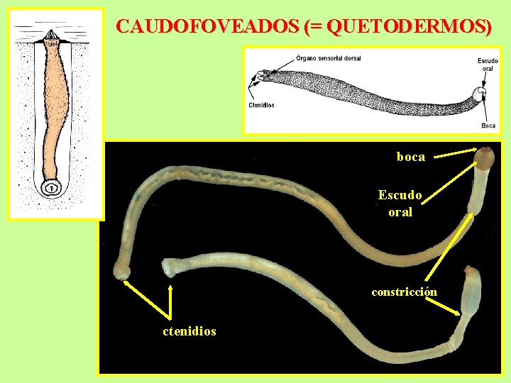 CAUDOFOVEADOS (= QUETODERMOS) boca Escudo oral constricción ctenidios 