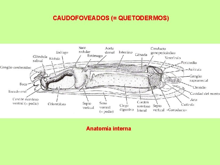 CAUDOFOVEADOS (= QUETODERMOS) Anatomía interna 