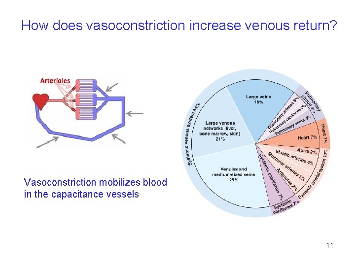 How does vasoconstriction increase venous return? Vasoconstriction mobilizes blood in the capacitance vessels 11