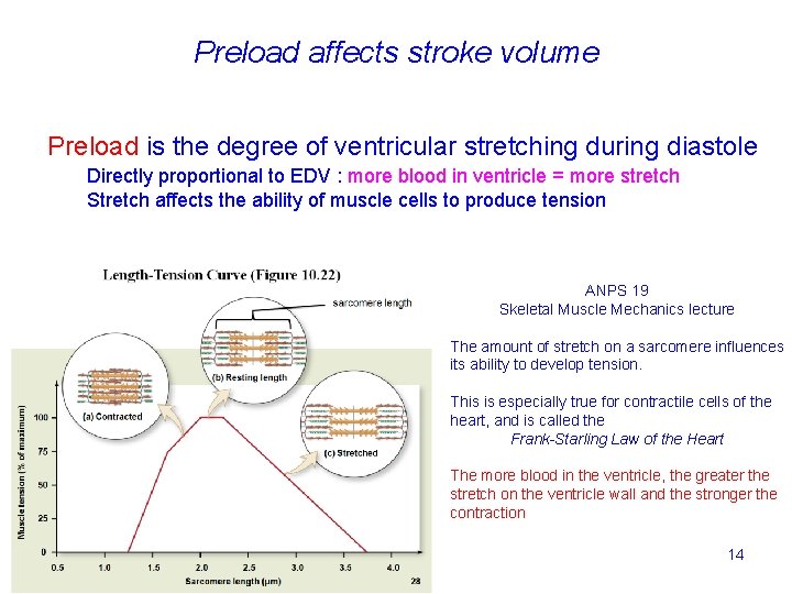 Preload affects stroke volume Preload is the degree of ventricular stretching during diastole Directly