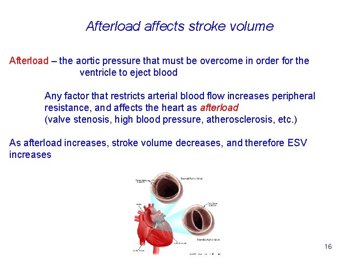 Afterload affects stroke volume Afterload – the aortic pressure that must be overcome in