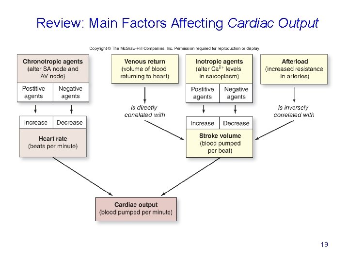 Review: Main Factors Affecting Cardiac Output 19 