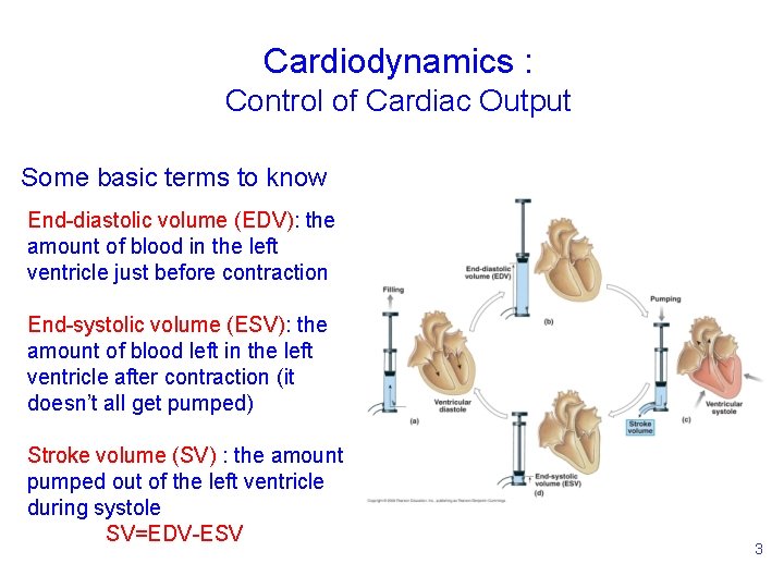 Cardiodynamics : Control of Cardiac Output Some basic terms to know End-diastolic volume (EDV):