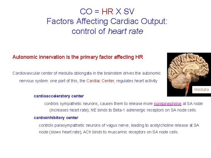 CO = HR X SV Factors Affecting Cardiac Output: control of heart rate Autonomic