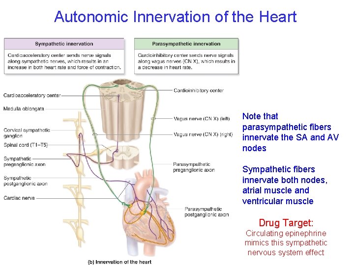 Autonomic Innervation of the Heart Note that parasympathetic fibers innervate the SA and AV