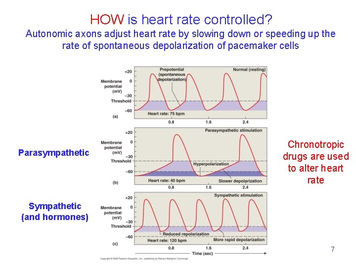 HOW is heart rate controlled? Autonomic axons adjust heart rate by slowing down or