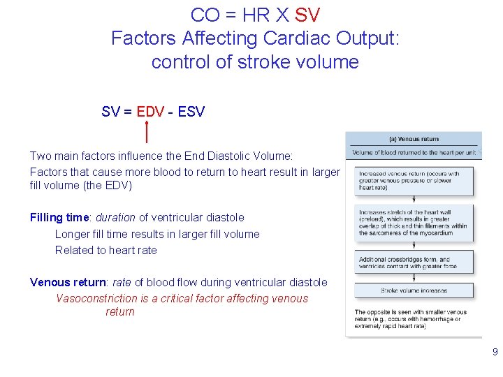 CO = HR X SV Factors Affecting Cardiac Output: control of stroke volume SV
