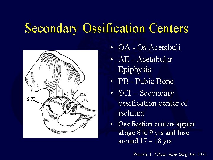 Secondary Ossification Centers SCI • OA - Os Acetabuli • AE - Acetabular Epiphysis