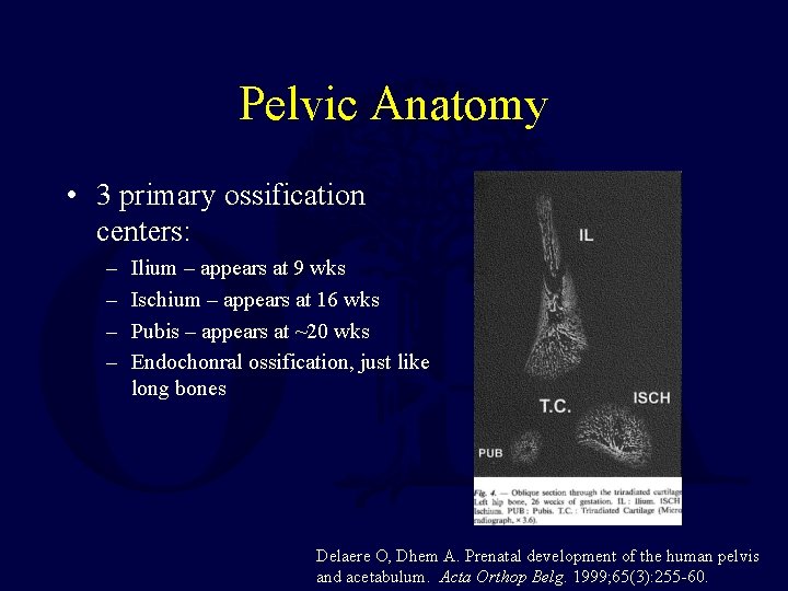 Pelvic Anatomy • 3 primary ossification centers: – – Ilium – appears at 9