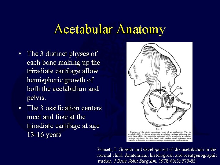 Acetabular Anatomy • The 3 distinct physes of each bone making up the triradiate