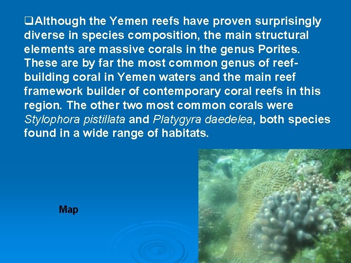 q. Although the Yemen reefs have proven surprisingly diverse in species composition, the main