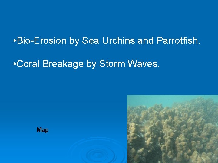  • Bio-Erosion by Sea Urchins and Parrotfish. • Coral Breakage by Storm Waves.