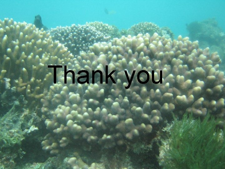 Thank you Thank you