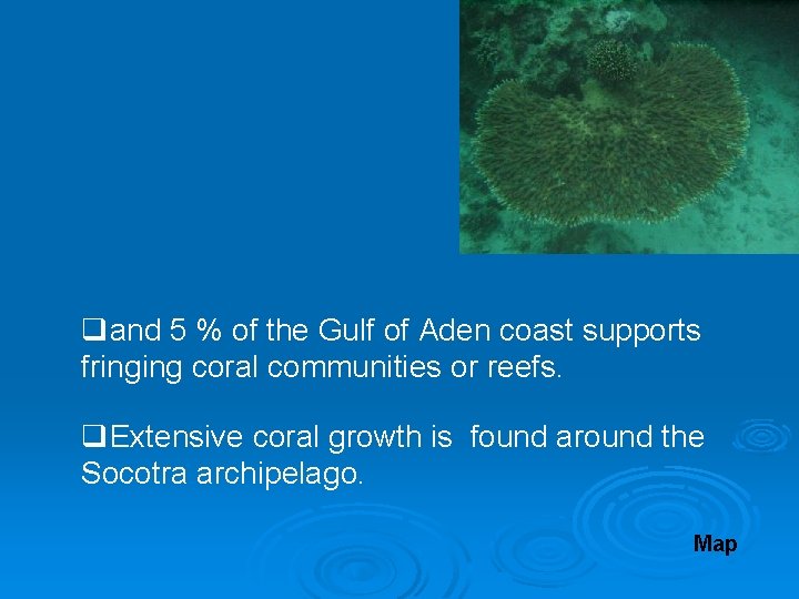 qand 5 % of the Gulf of Aden coast supports fringing coral communities or