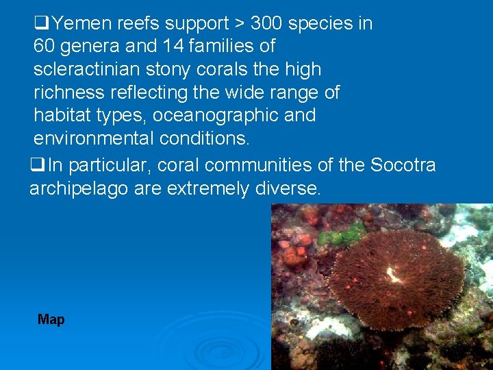 q. Yemen reefs support > 300 species in 60 genera and 14 families of