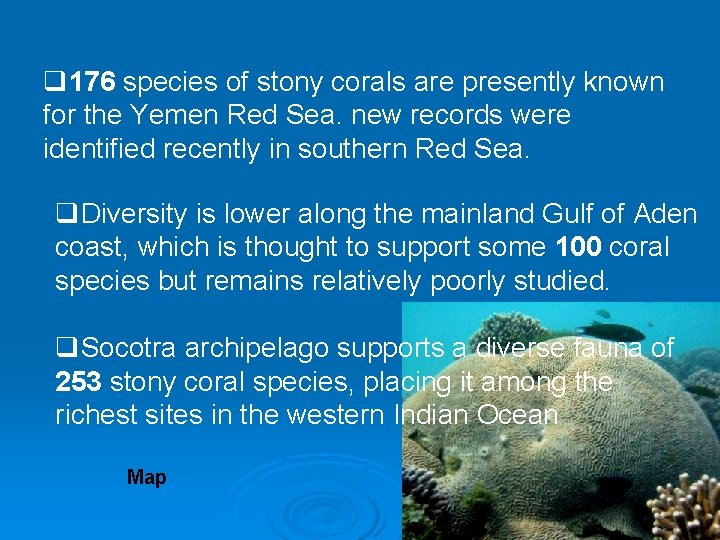 q 176 species of stony corals are presently known for the Yemen Red Sea. q 176 species of stony corals are presently known for the Yemen Red Sea.