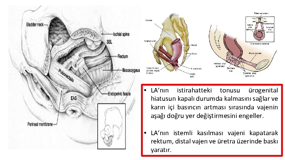  • LA’nın istirahatteki tonusu ürogenital hiatusun kapalı durumda kalmasını sağlar ve karın içi