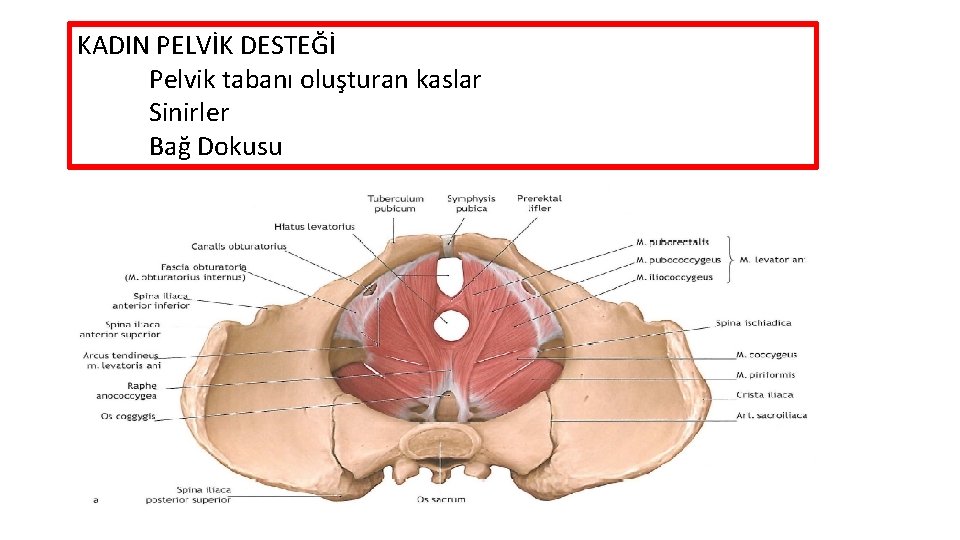 KADIN PELVİK DESTEĞİ Pelvik tabanı oluşturan kaslar Sinirler Bağ Dokusu 