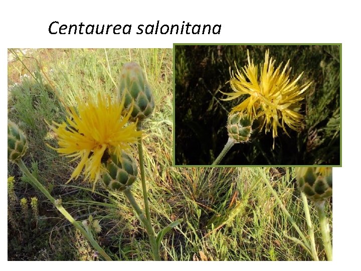 Centaurea salonitana 