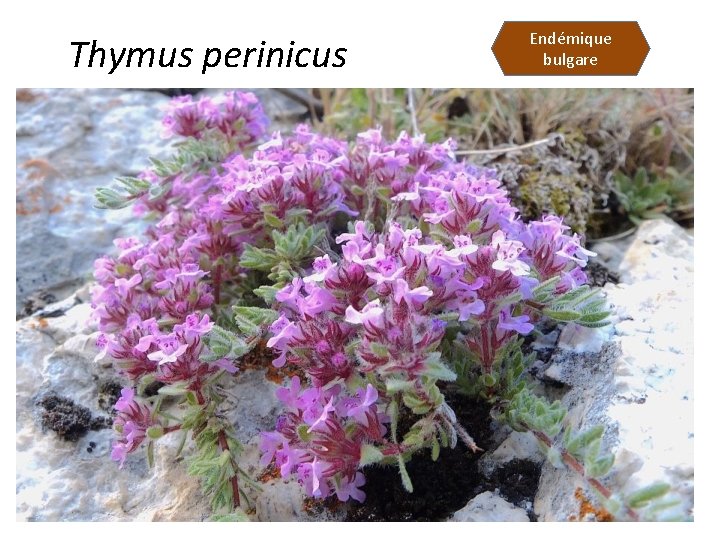 Thymus perinicus Endémique bulgare 