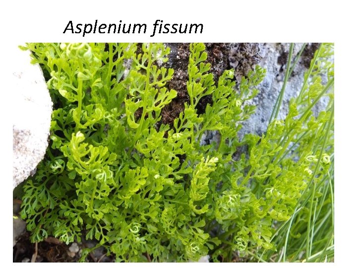 Asplenium fissum 