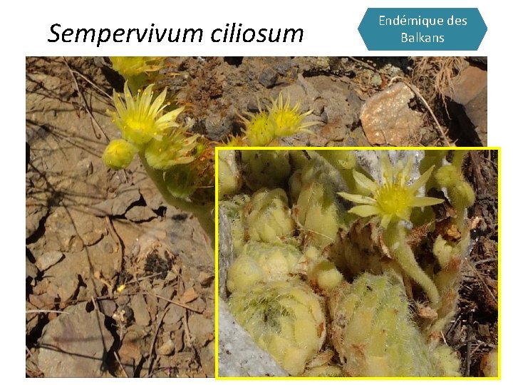 Sempervivum ciliosum Endémique des Balkans 