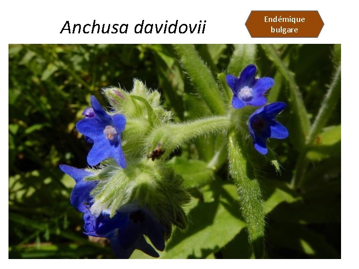 Anchusa davidovii Endémique bulgare 
