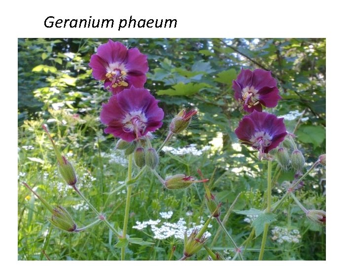 Geranium phaeum 