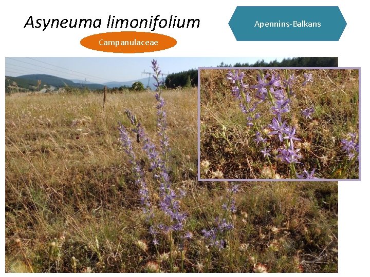 Asyneuma limonifolium Campanulaceae Apennins-Balkans 