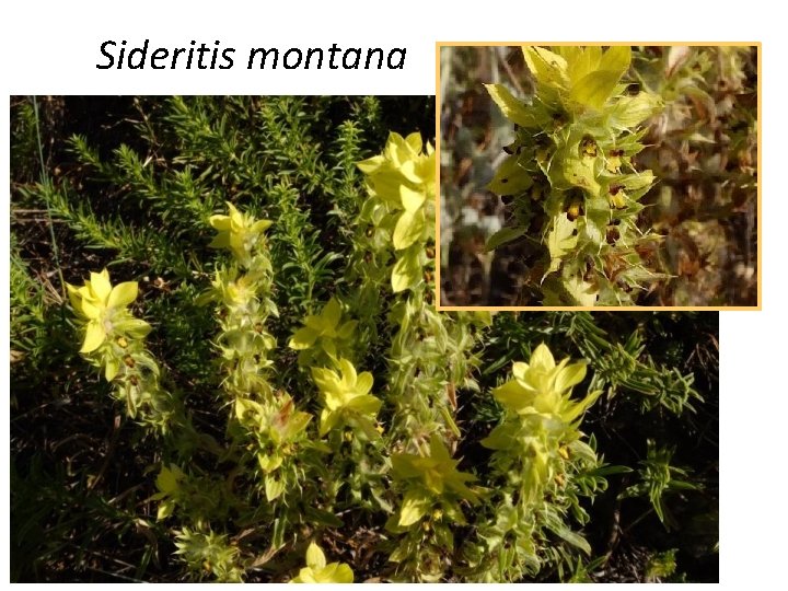 Sideritis montana 