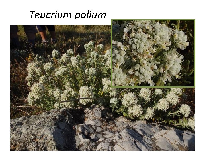 Teucrium polium 