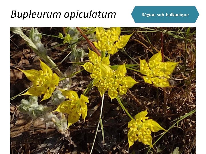Bupleurum apiculatum Région sub-balkanique 